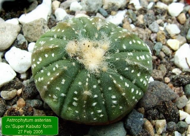 Astrophytum _asterias cv. 'Super Kabuto' form 01a